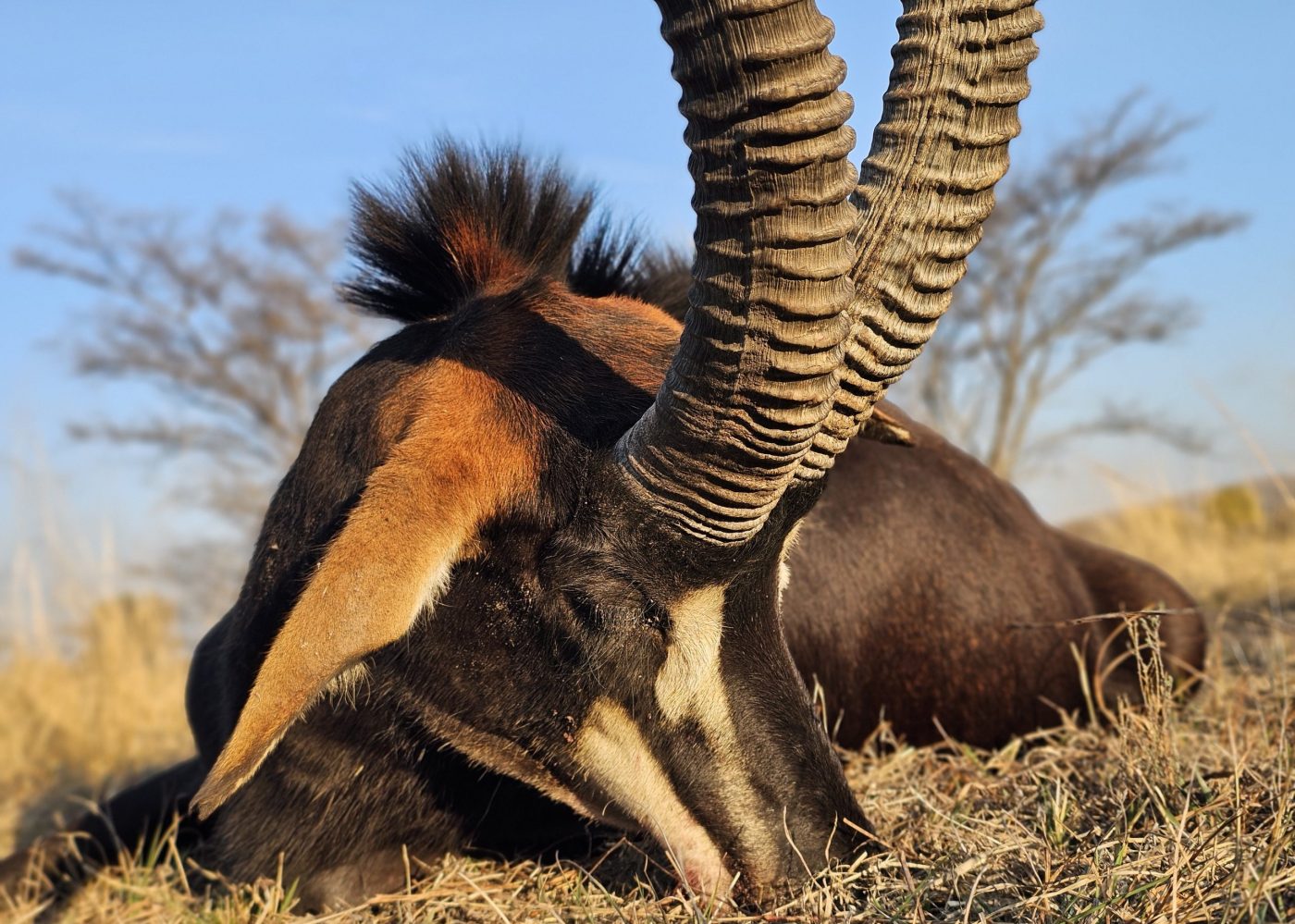 Langkloof hunting gallery photograph 11