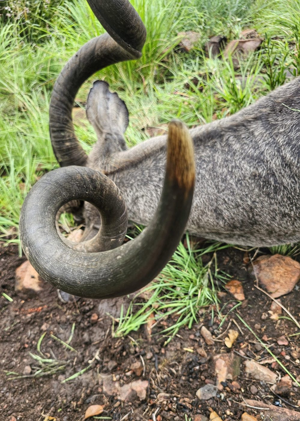 Langkloof hunting gallery photograph 61